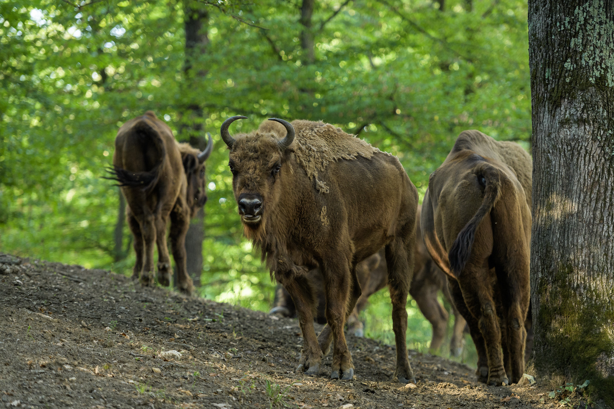 Bisons in the Hațeg - Slivuț Reserve