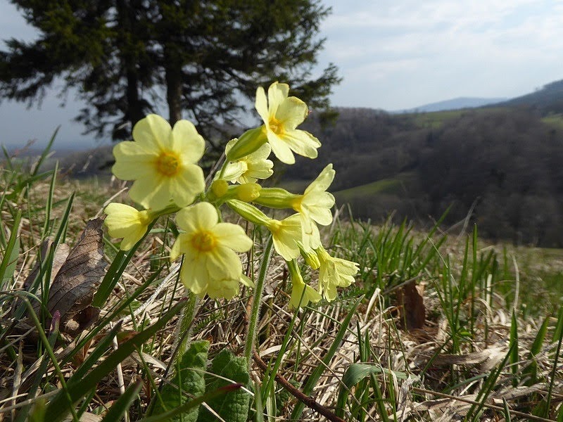 Wild orchid in Tuł Mountain